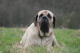 MASTIFF 115